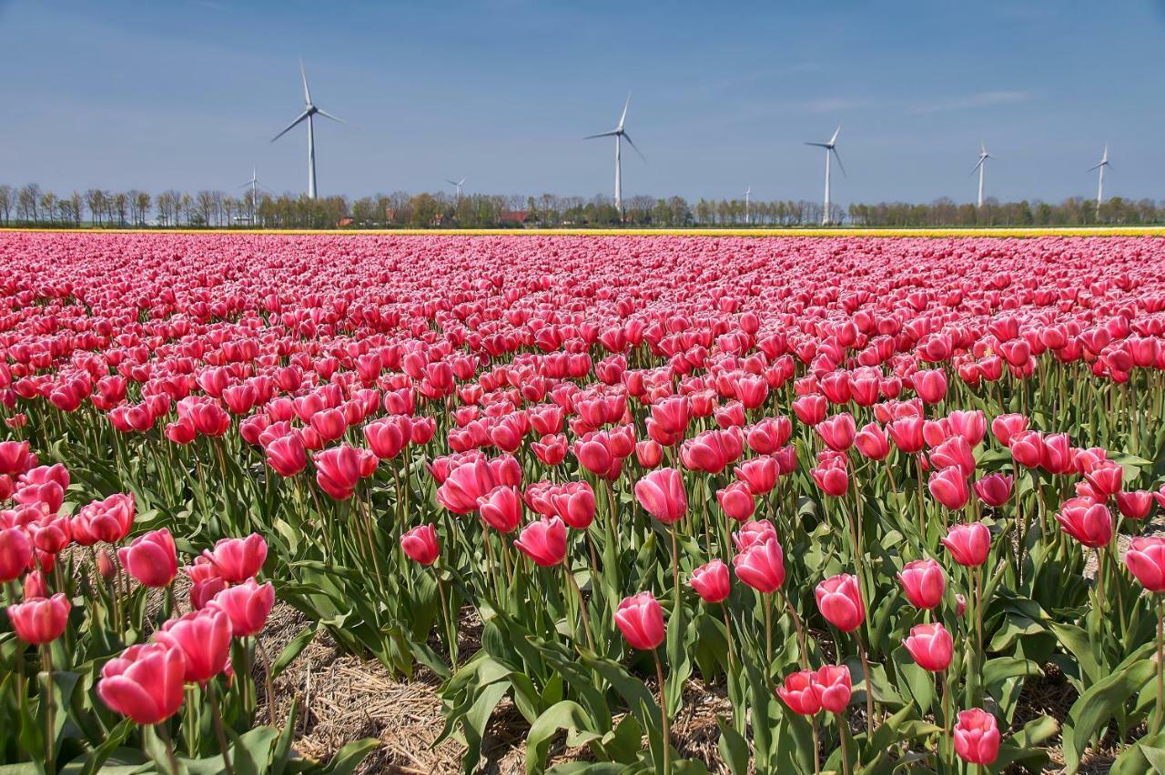 Het Dobbertje, Charmant Houten Huisje Sint Maartensvlotbrug Exteriér fotografie